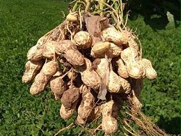 春播秋收花生旺：科学种植技术详解