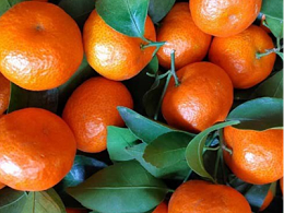 十月柑橘管理：施肥是关键！3大施肥方案护航丰产