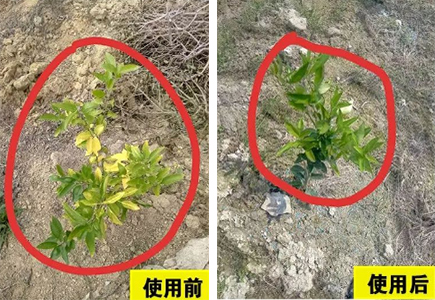 福建漳州柑橘种植户郭经理