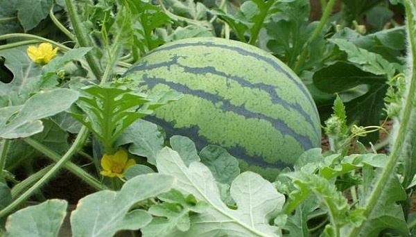 2014071814065981540506