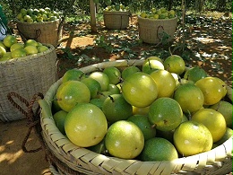 黄金百香果种植指南：掌握7大核心要点牢记