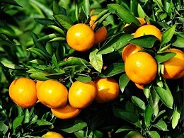 别错过！6月果树管理，施肥是关键