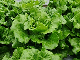 冬季棚室蔬菜施肥有讲究！