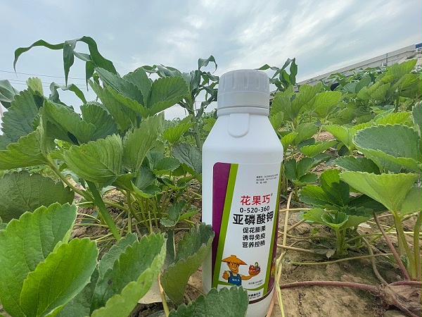 草莓使用稼乐夫水溶肥长势好