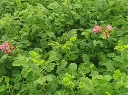 如何​给花卉追肥？