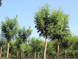 冬季苗木防寒关键措施