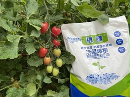 圣女果空洞果如​何预防？