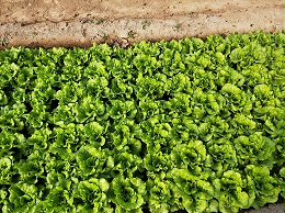生菜种植如​何科学施肥？