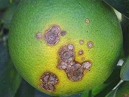 柑桔溃疡病高发？这份综合防治指南，护树保果不发愁！