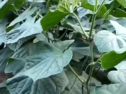 黄瓜不结瓜怎么办？