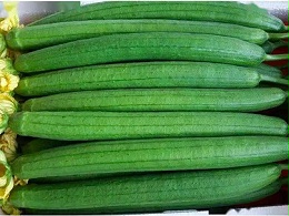 冬季大棚丝瓜种植实操手册：育苗到采收关键要点