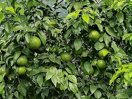 冬季柑橘防​治病虫害技术