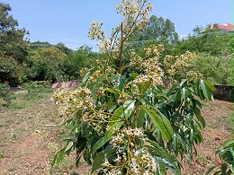 荔枝幼树多少天施一次肥？