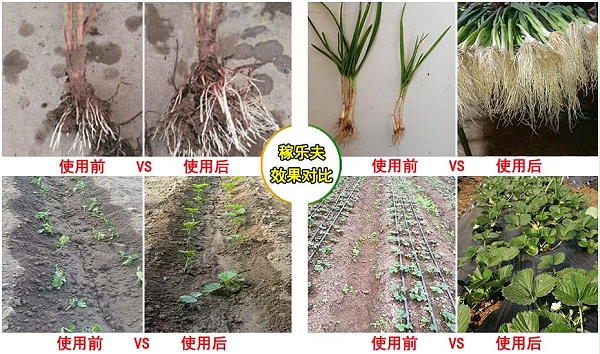 粉剂高磷水溶肥使用前后效果对比,稼乐夫有机无机水溶肥