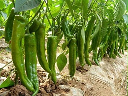 辣椒叶黄化频发？从原因到防治的实用指南