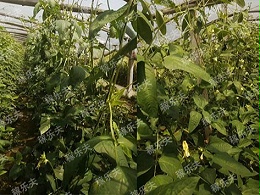 豆角追肥有​哪些技巧？