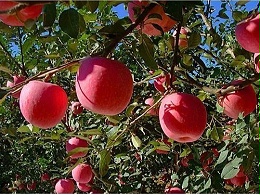 冬季果树抽条预防技术要点