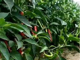 冬季大棚辣椒浇水施肥指南，避坑稳株促坐果