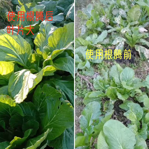 白菜使用根腾对比效果好
