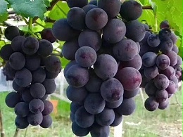 八月葡萄管理关键技术：抓住膨果与防害黄金期