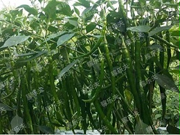 盛夏护椒指南：6招破解高温病难题!