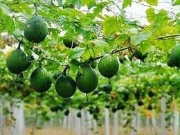 瓜蒌种植避坑：施肥不当易减产？按“促根→保花→膨果”阶段科学用肥