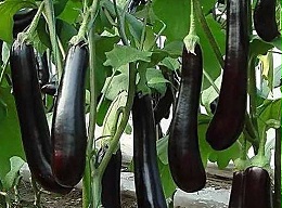 冬季茄子水肥管理别踩坑：控湿、供肥、择时技巧全解析