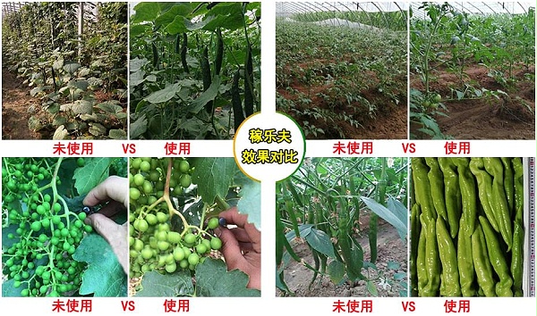 使用稼乐夫叶面肥亚磷酸钾效果对比