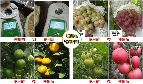 使用转色增甜叶面肥果钛肽效果对比,稼乐夫叶面肥