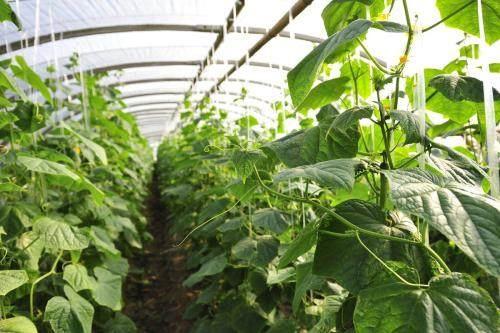 u=1729530302,884916737&fm=173&app=49&f=JPEG