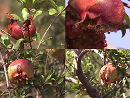 石榴裂果不用愁！找准原因+4大防治法，保产提质有妙招