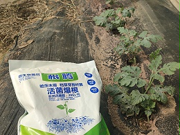 种植西瓜需要掌​握西瓜生育特点