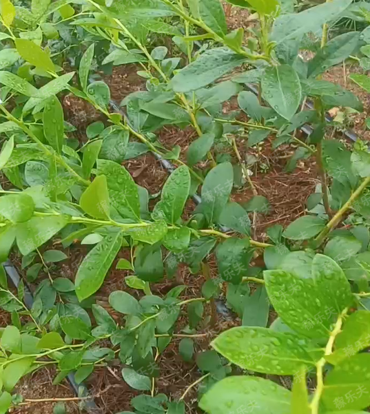 蓝莓_副本 蓝莓_副本