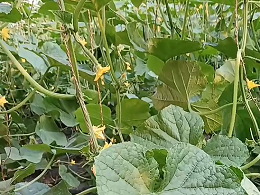 越冬茬黄瓜怎么​做好水肥管理？