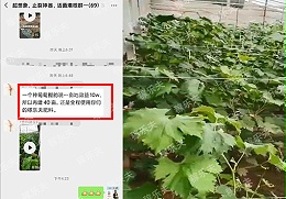 葡萄施肥全程施用稼乐夫水溶肥！山东代理商连连称赞！