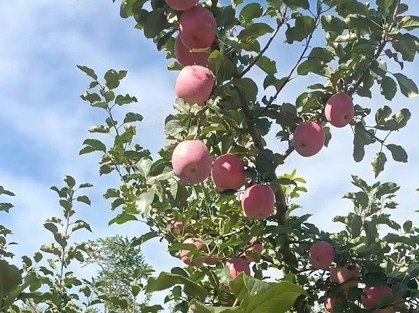 苹果使用稼乐夫水溶肥长势好