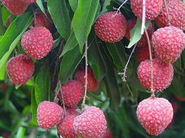 5月荔枝种植管理要点：把握关键期，护航丰收路