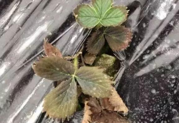 草莓死棵2
