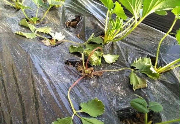 草莓死棵1