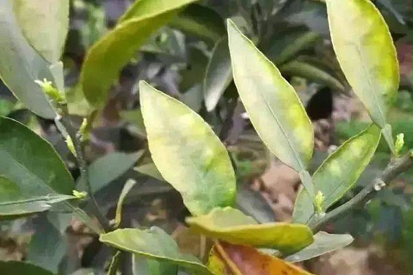 叶片缺钙