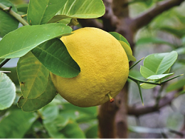 秋季柚子管理关键技术：搞定梢、果、花芽，果优树壮不用愁