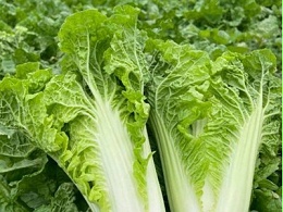 ​大白菜如何施用肥料？