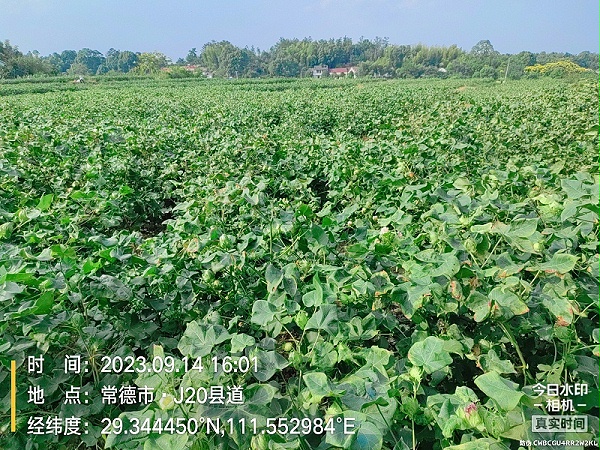 棉花使用稼乐夫水溶肥长势好