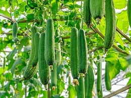 解锁丝瓜高产密码：种植管理技术要点全解析