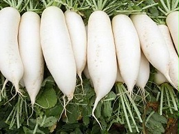 霜降后萝卜白菜未成熟？4个科学管理要点保生长