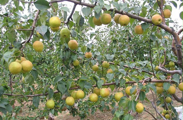 919b40e8fc2d4cd4ab8e8a66de9698a1