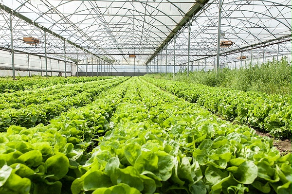 蔬菜使用稼乐夫水溶肥长势好