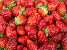 冬季大棚草莓怎么管？7大核心技术要点，控温保湿促高产