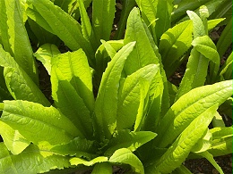 蔬菜出现沤​根怎么办？