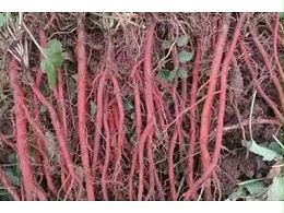 科学种植丹参：掌握这些要点，丰产不难